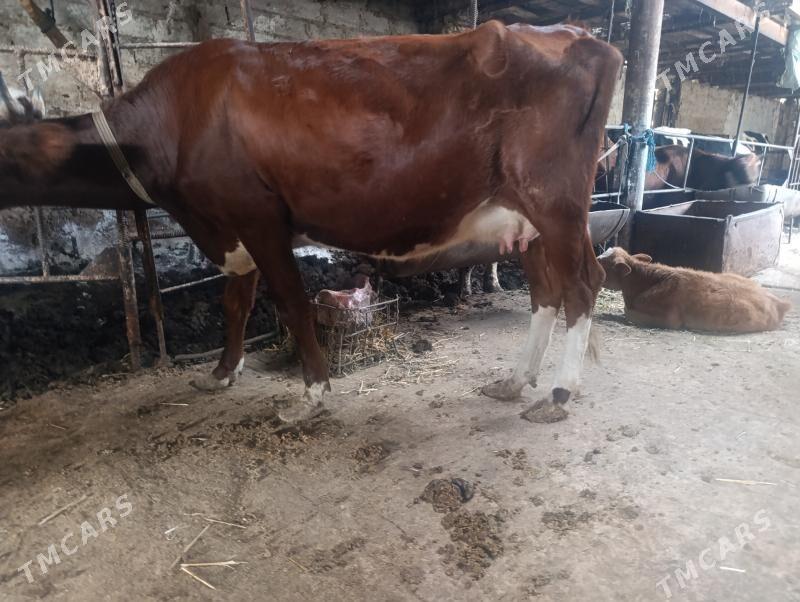 Саглык - Туркменабат - img 2