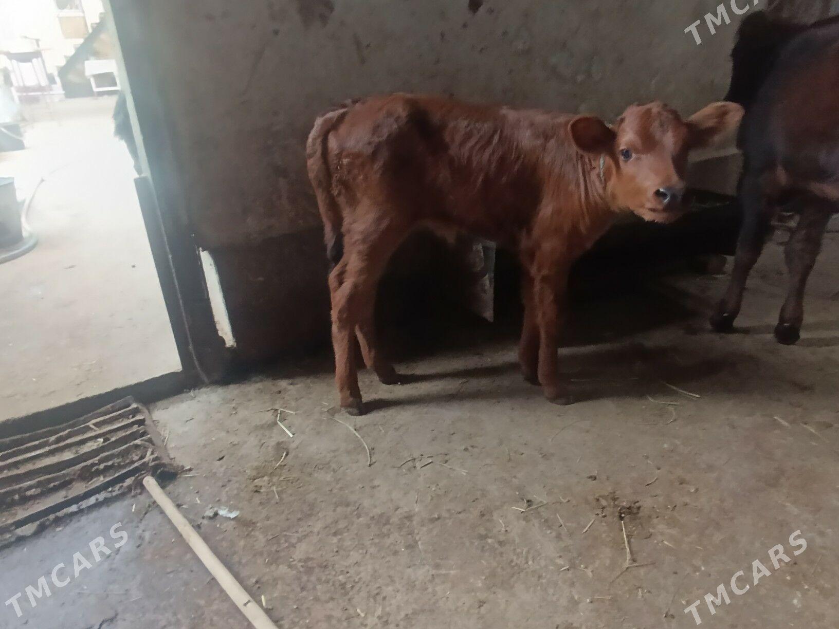 Саглык - Туркменабат - img 4