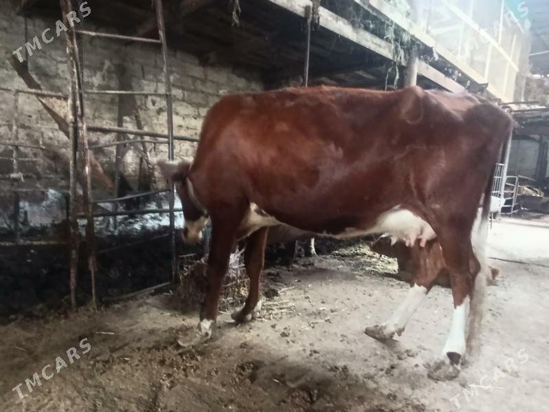 Саглык - Туркменабат - img 3