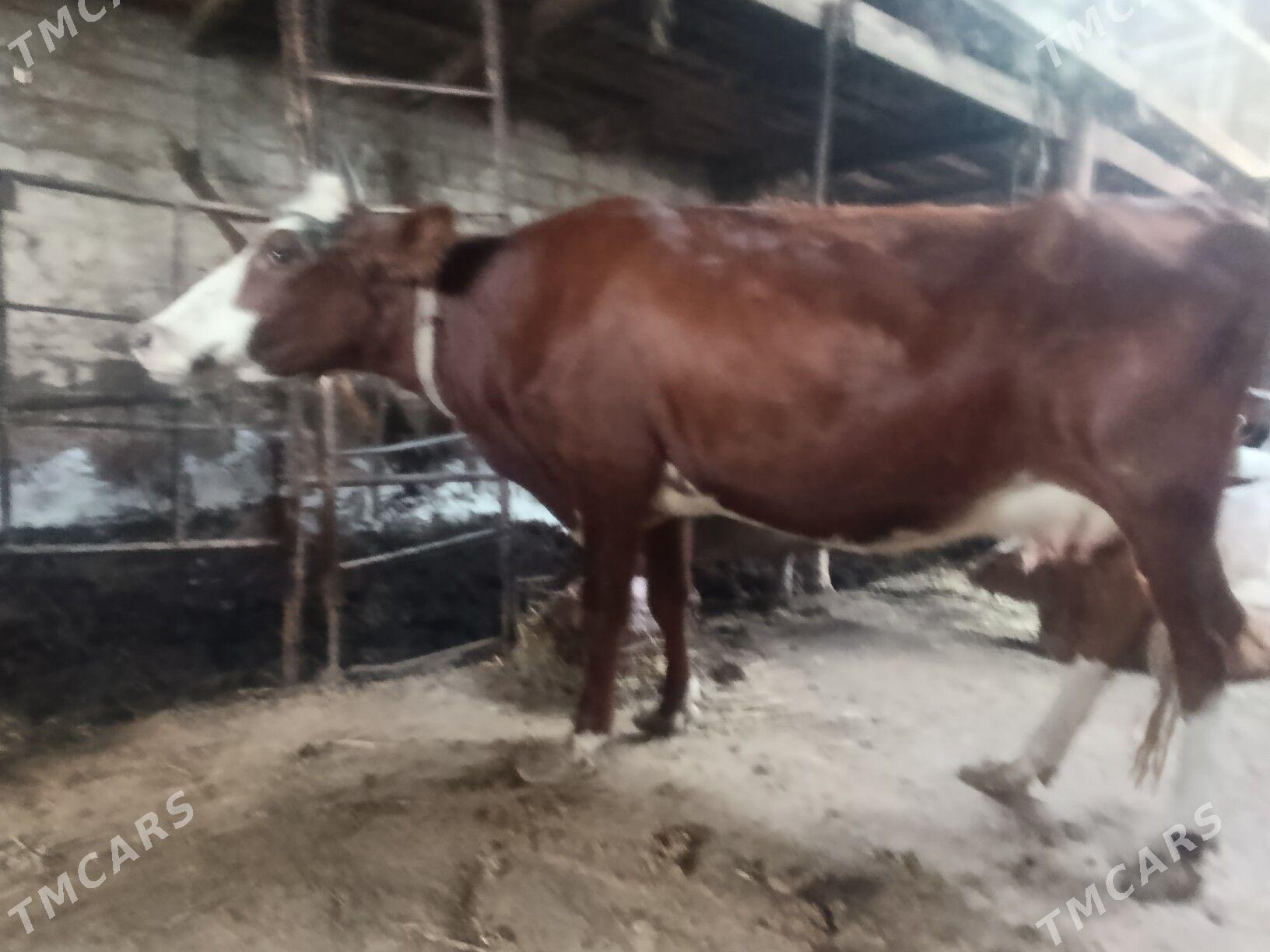 Саглык - Туркменабат - img 6