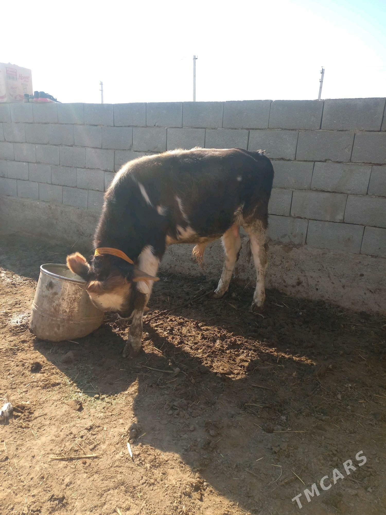 Okuz tuwe - Гызыларбат - img 5