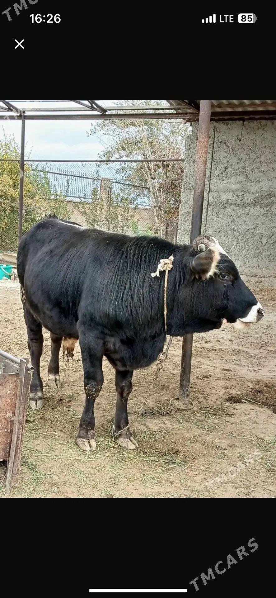 Okuz - Bäherden - img 1