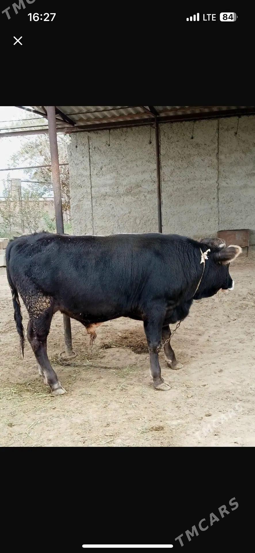 Okuz - Bäherden - img 3