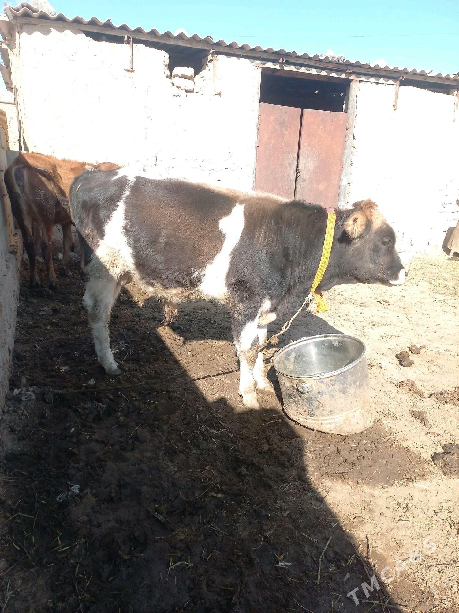 Okuz tuwe - Гызыларбат - img 6