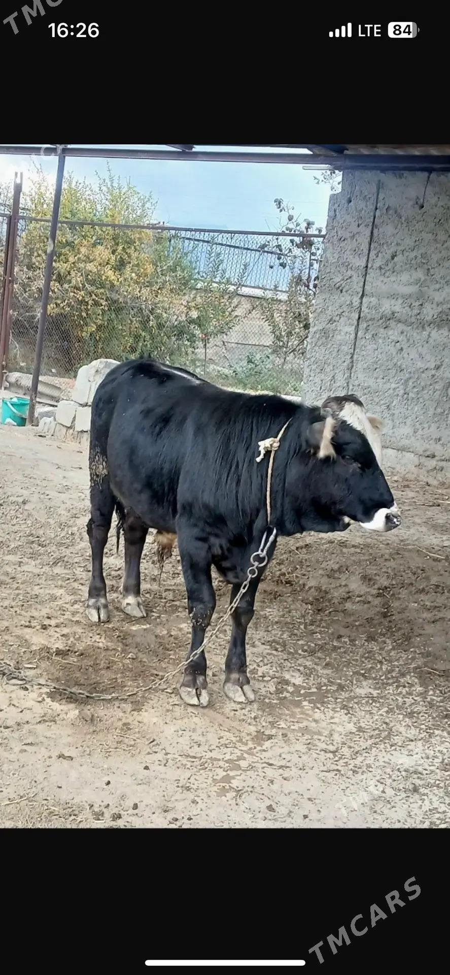 Okuz - Bäherden - img 2