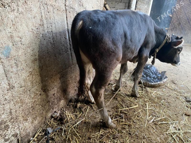 swes okiz - Кëши - img 5