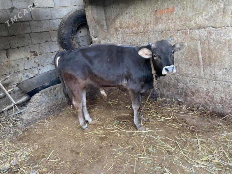 swes okiz - Кëши - img 2