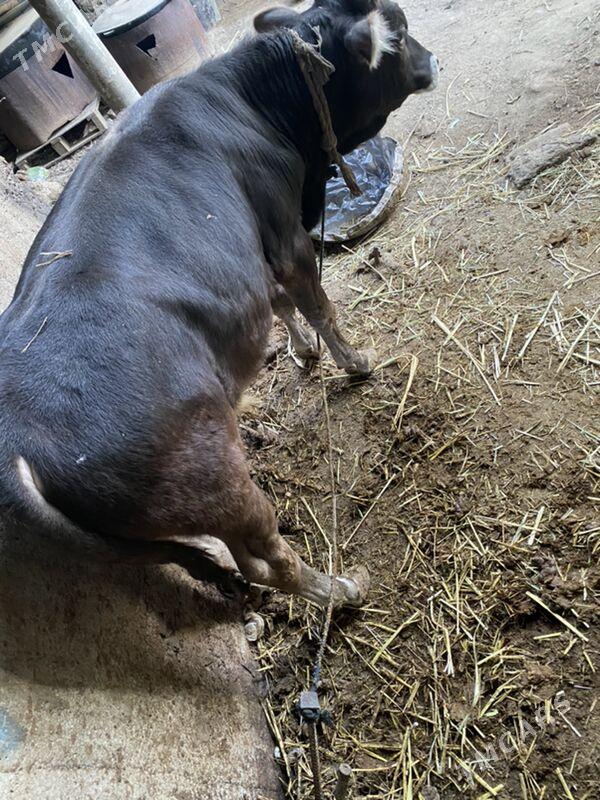 swes okiz - Кëши - img 6