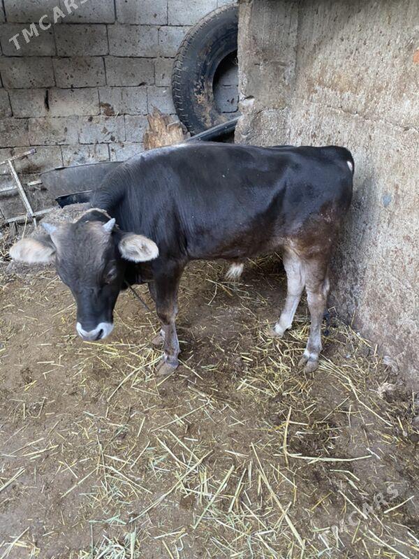 swes okiz - Кëши - img 4