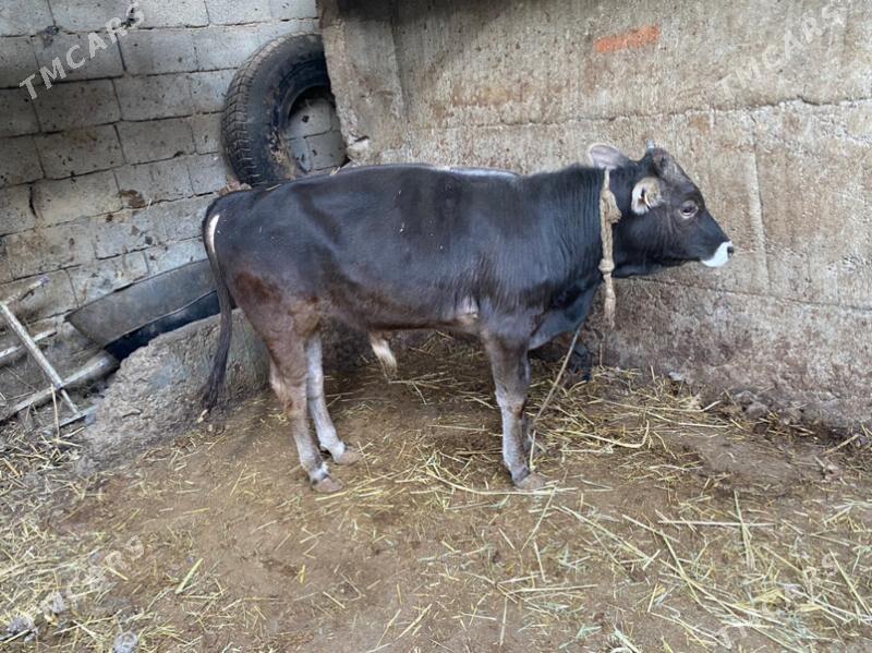 swes okiz - Кëши - img 3