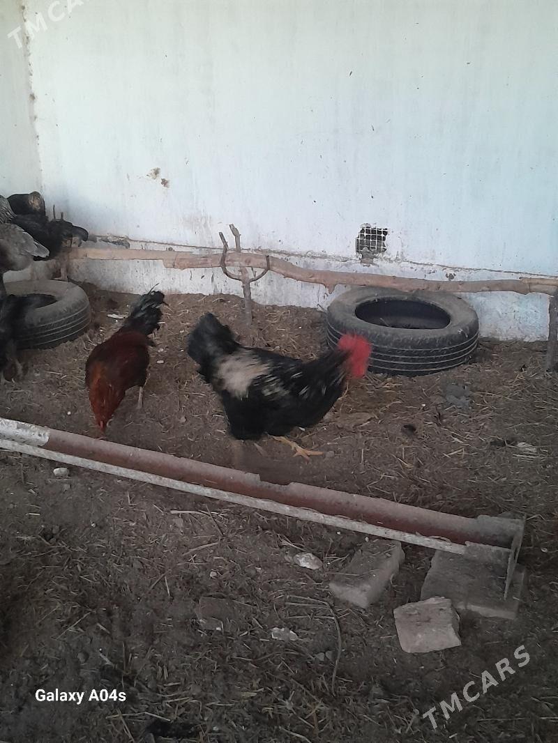 Horazlar - Dänew - img 6