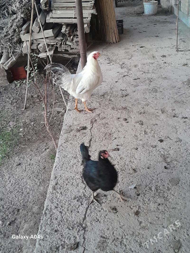 Horazlar - Dänew - img 5