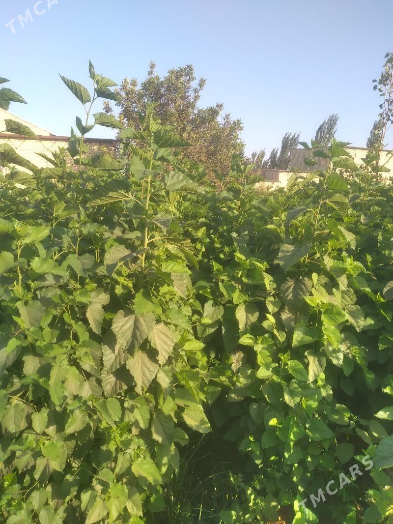 TUT  NAHALY - Halaç - img 5