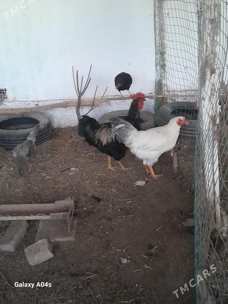 Horazlar - Dänew - img 4