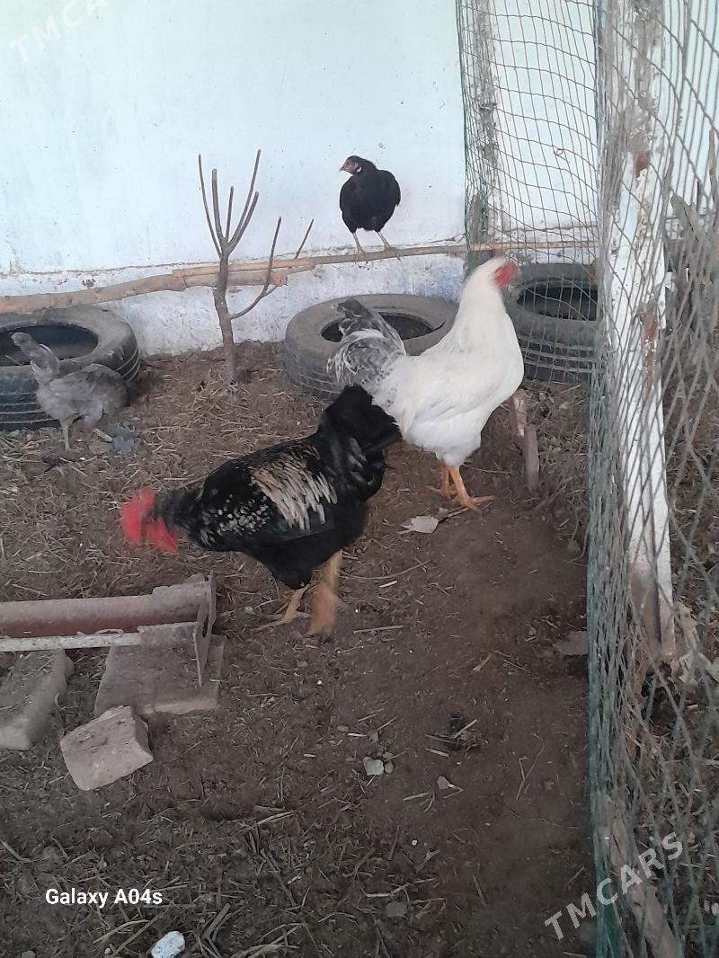 Horazlar - Dänew - img 3