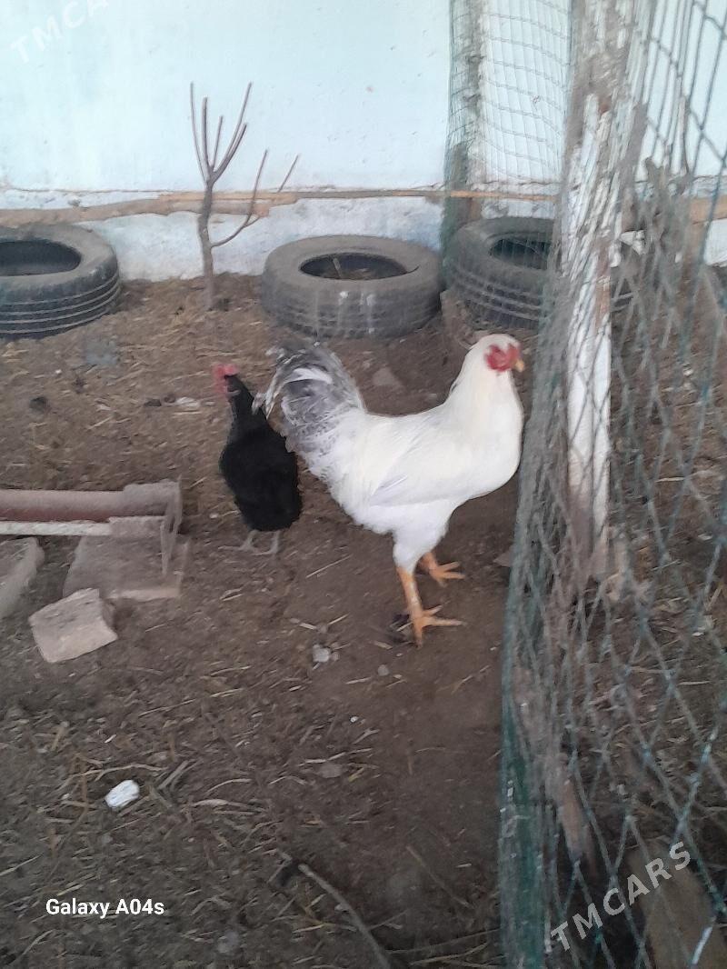 Horazlar - Dänew - img 7