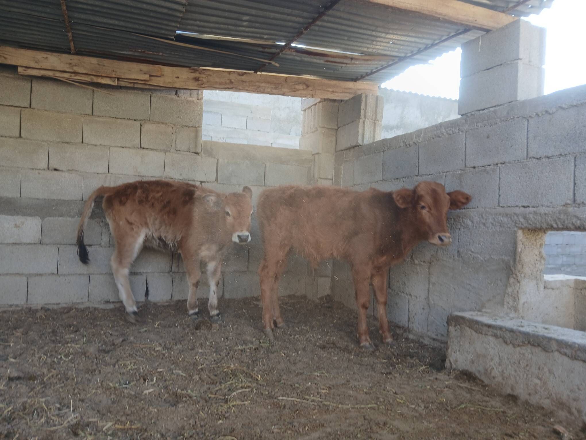 ökùz tùwe - Ашхабад - img 5