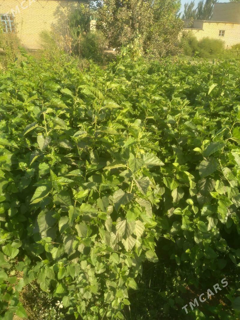 TUT  NAHALY - Halaç - img 3