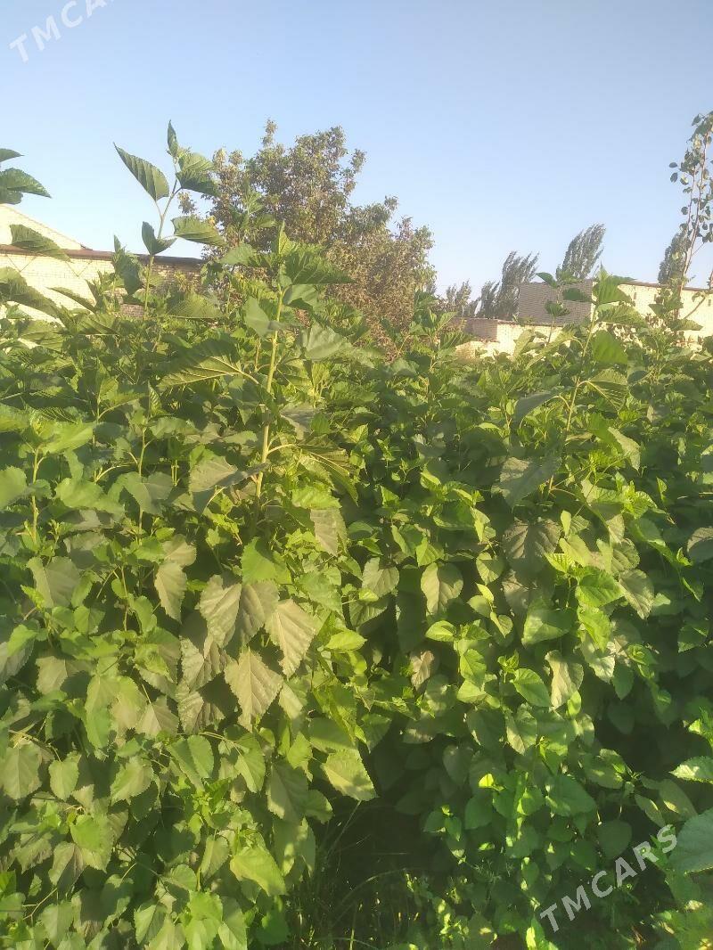 TUT  NAHALY - Halaç - img 4