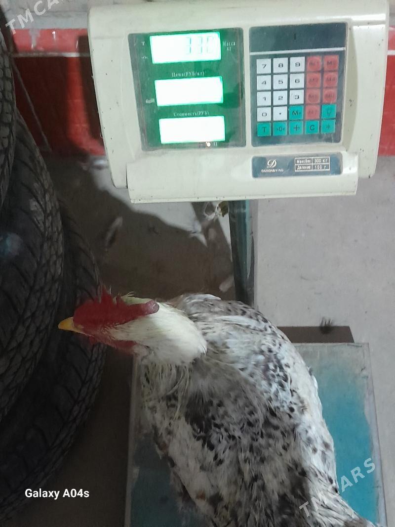 Horazlar - Dänew - img 9