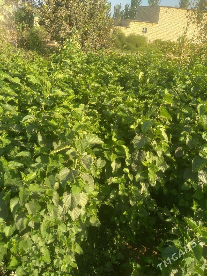 TUT  NAHALY - Halaç - img 2