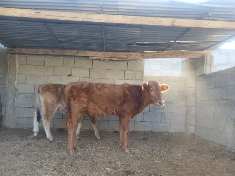 ökùz tùwe - Ашхабад - img 4