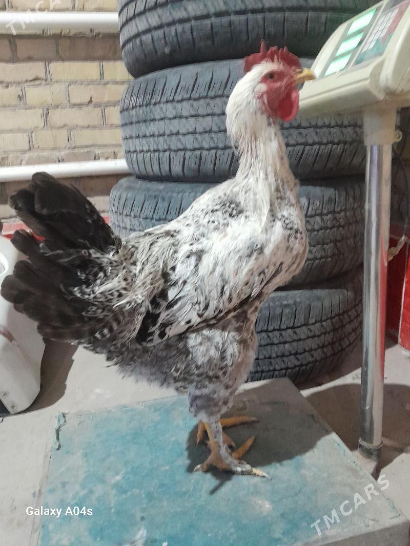 Horazlar - Dänew - img 8