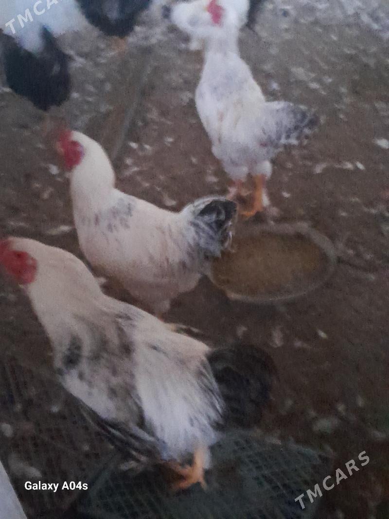 Horazlar - Dänew - img 1