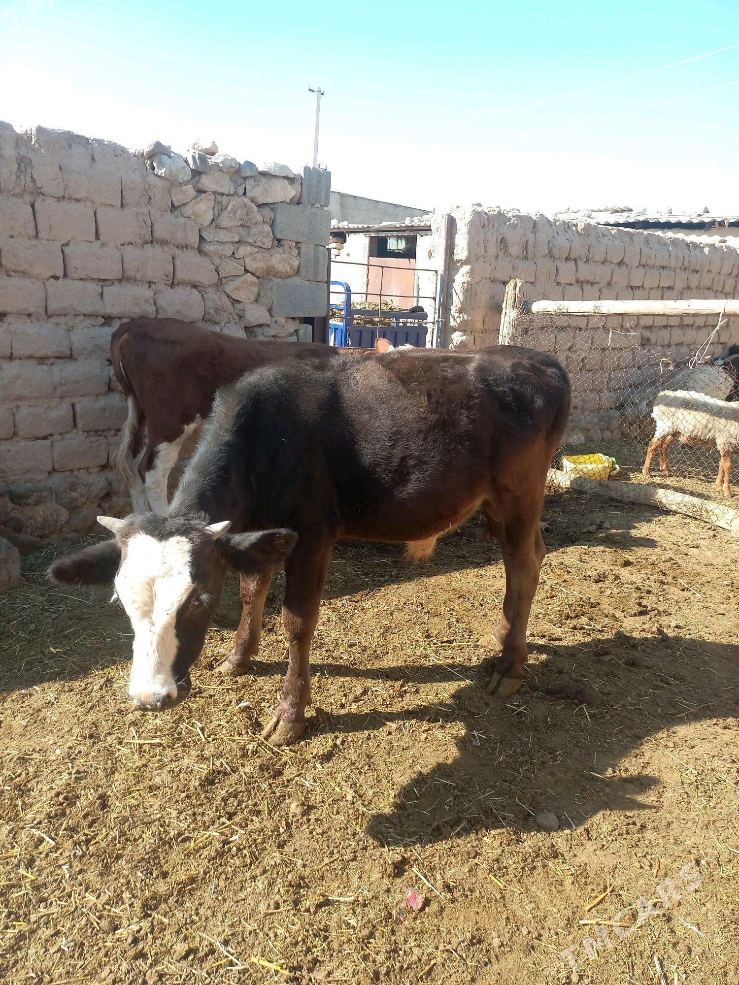 Okuz tuwe - Гызыларбат - img 1