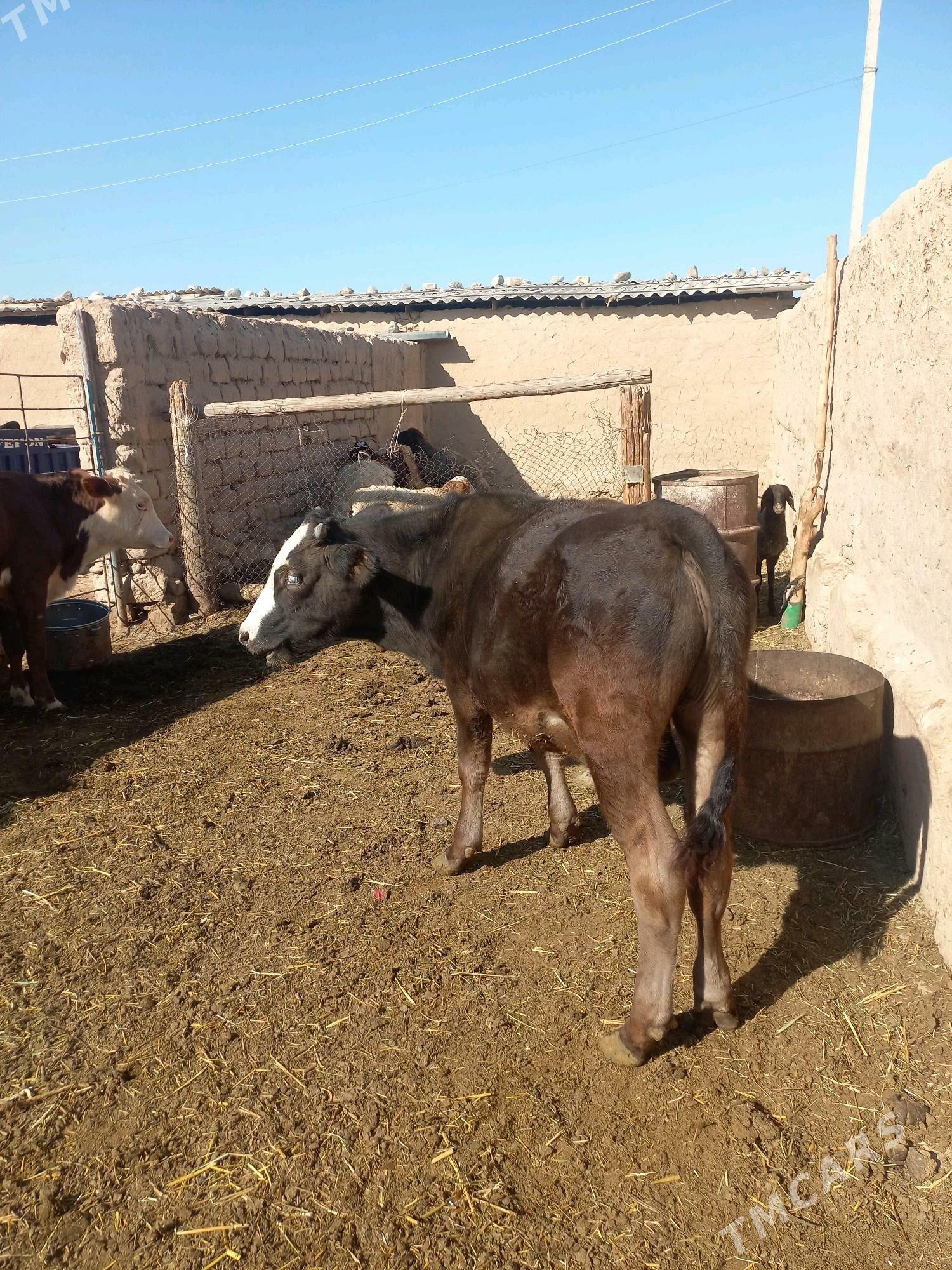 Okuz tuwe - Гызыларбат - img 2