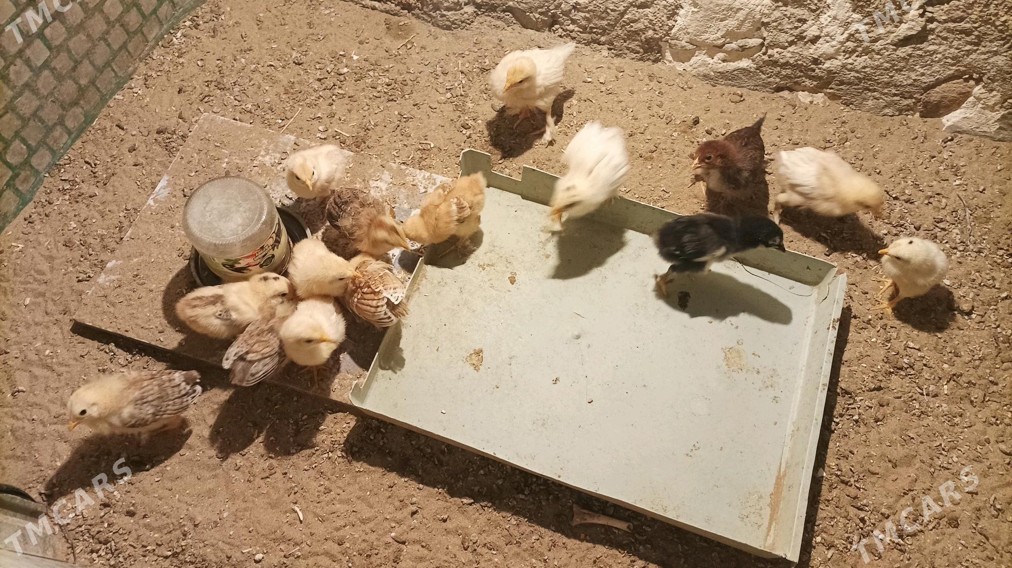 juje - Gumdag - img 2