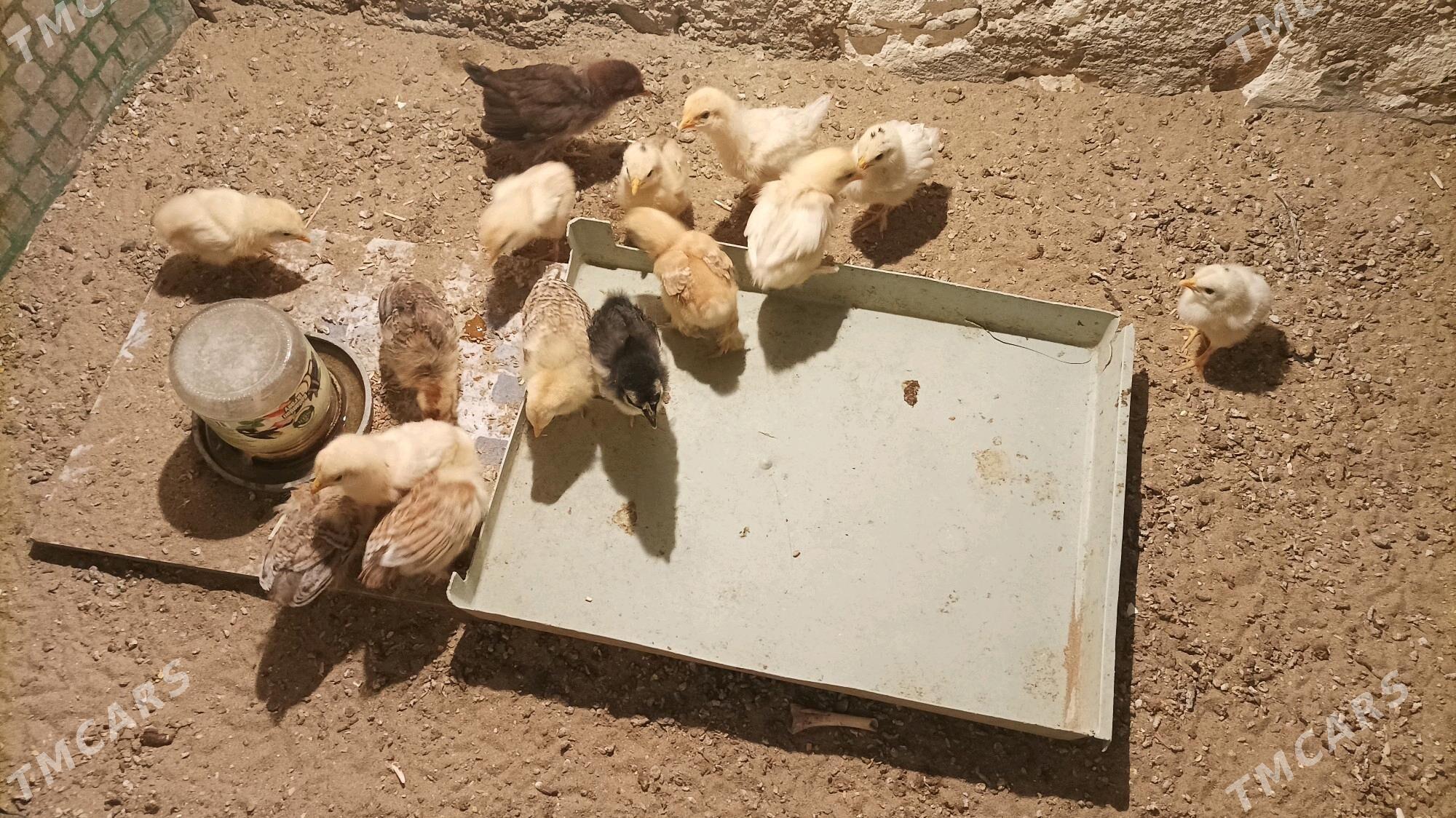 juje - Gumdag - img 3