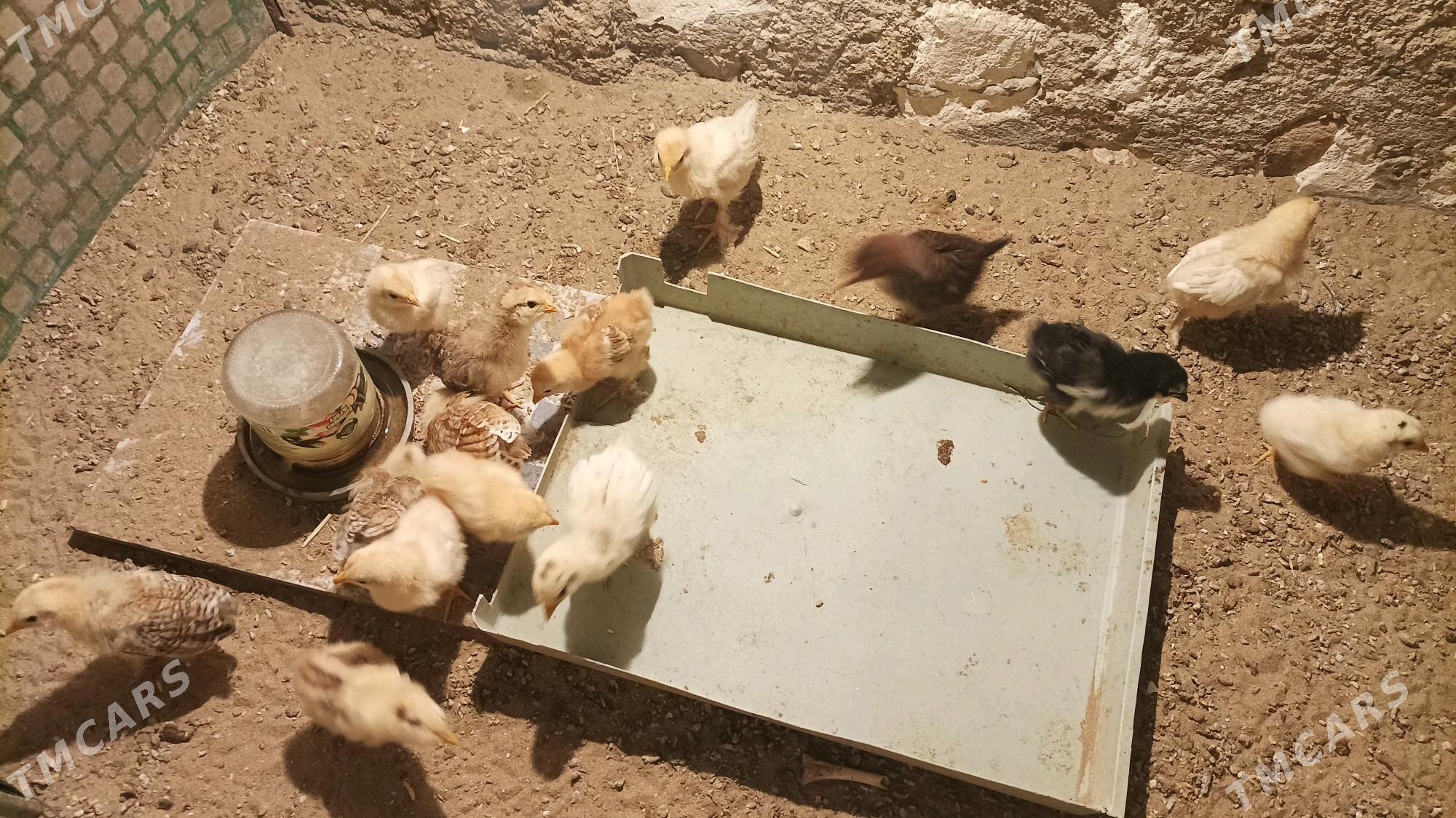 juje - Gumdag - img 1