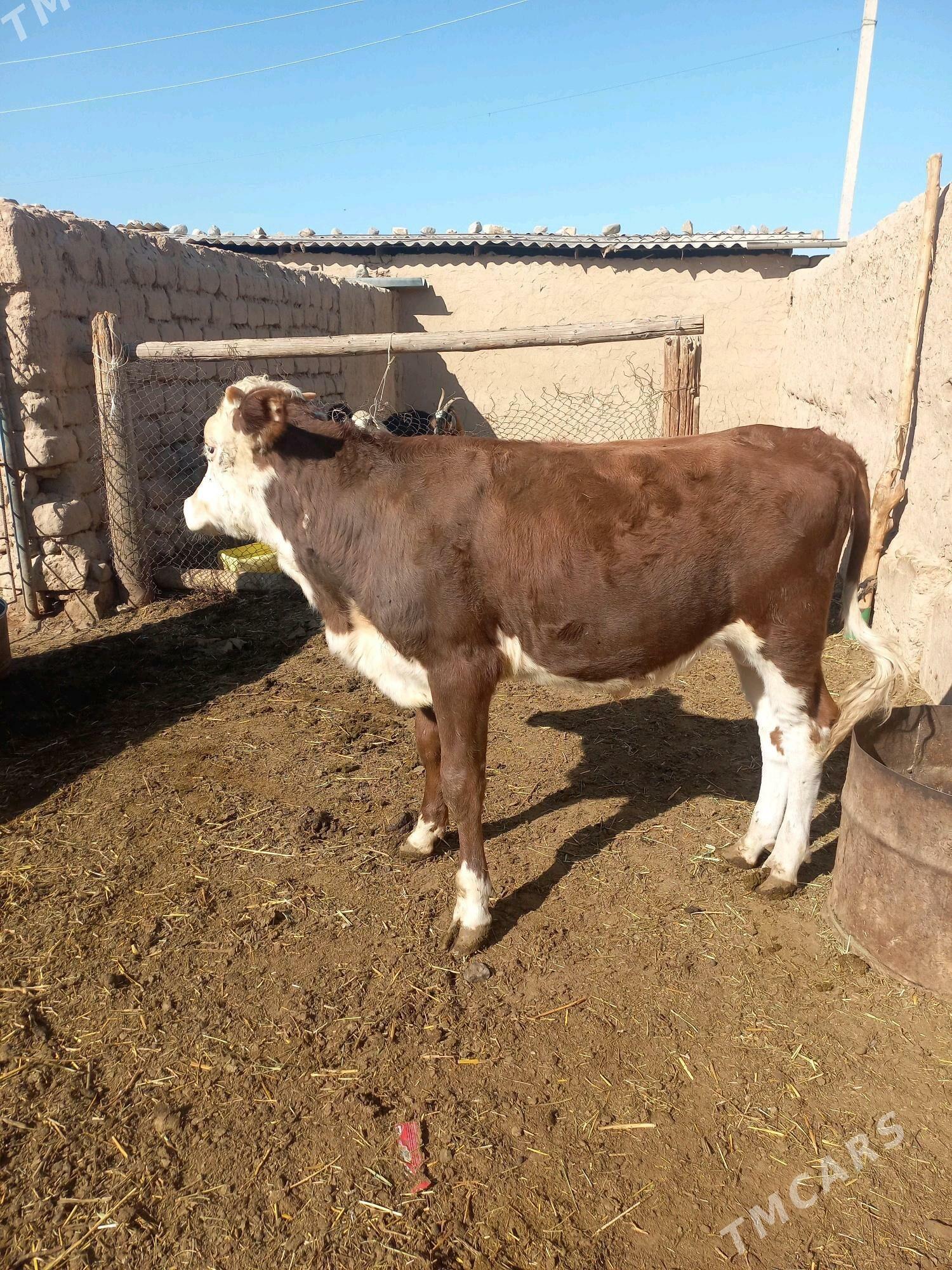 Okuz tuwe - Гызыларбат - img 3