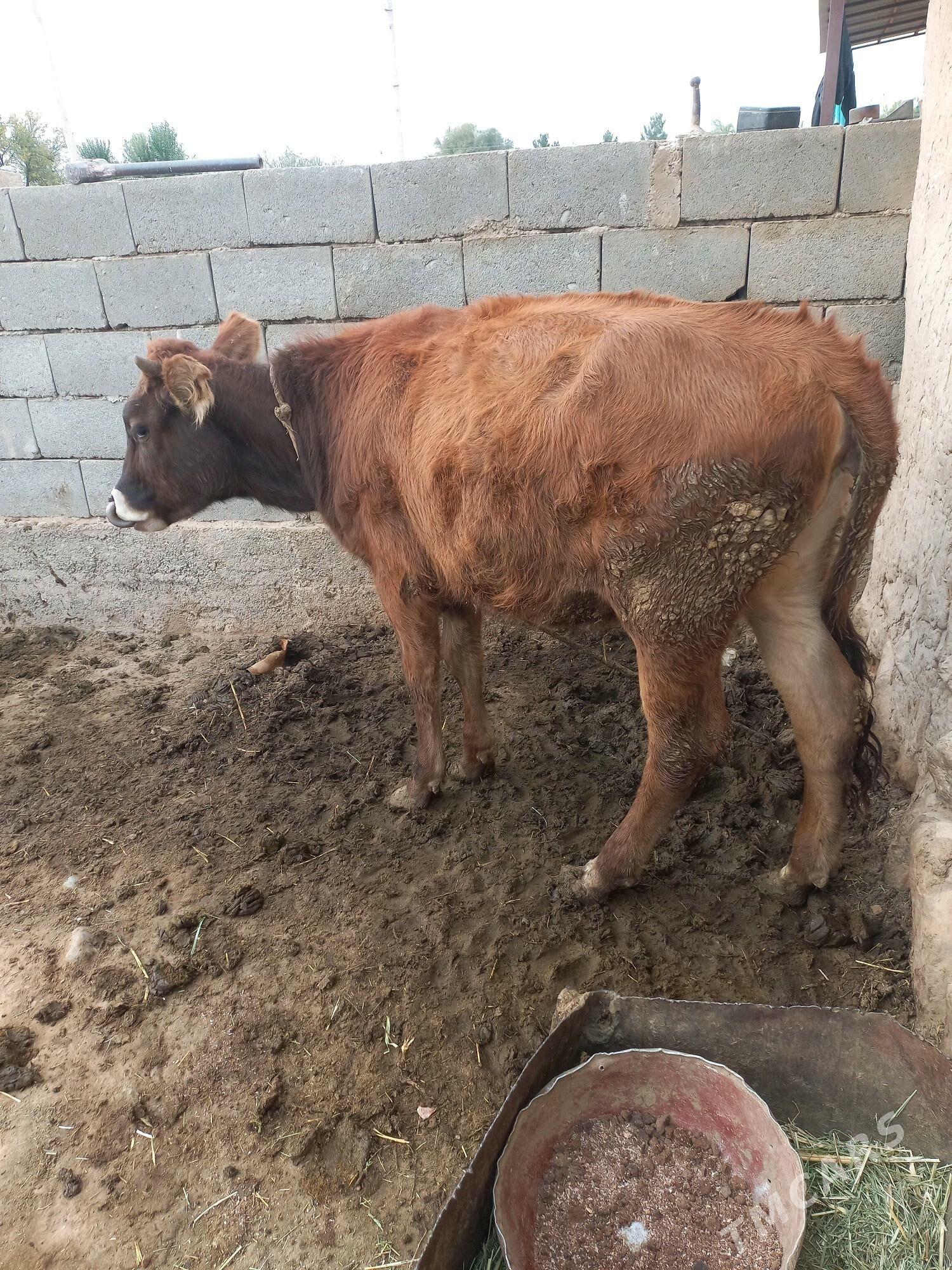 Okuz tuwe - Гызыларбат - img 7