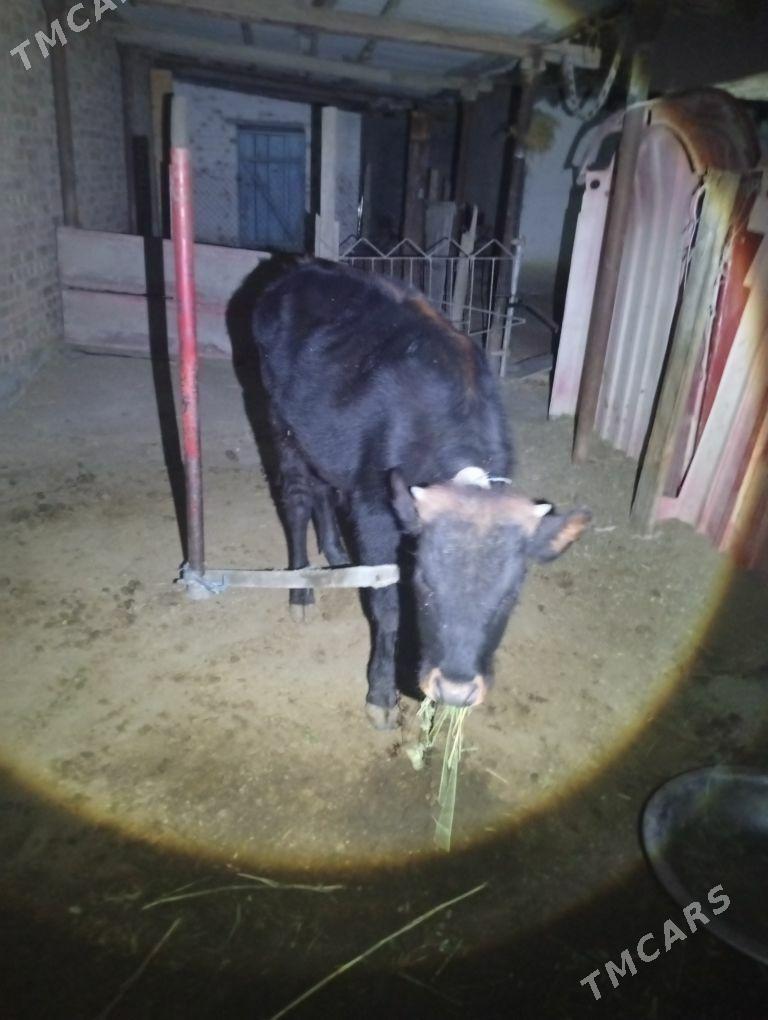 okuz - Бахарден - img 1