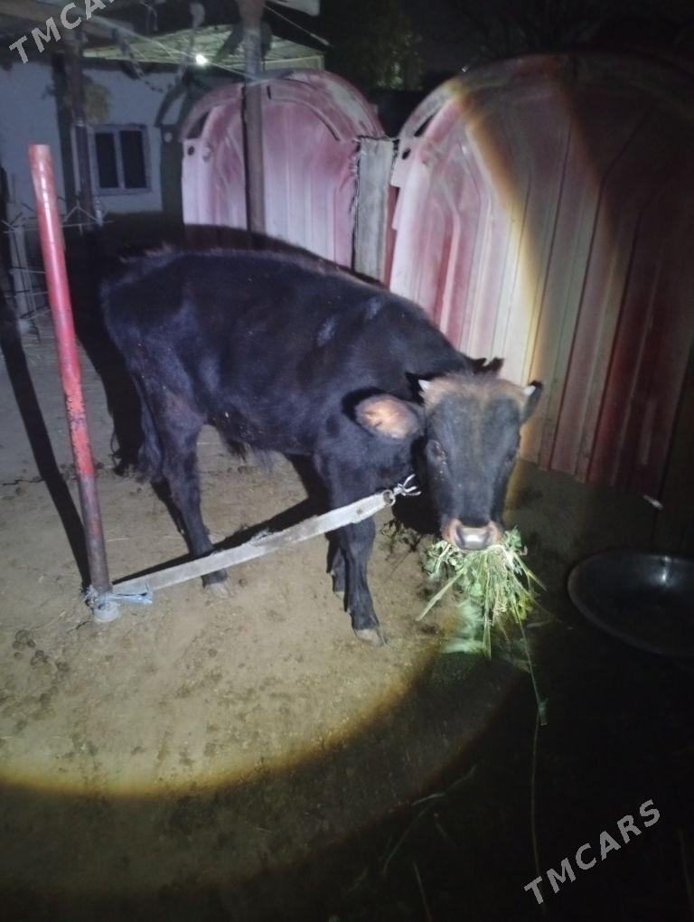 okuz - Бахарден - img 2