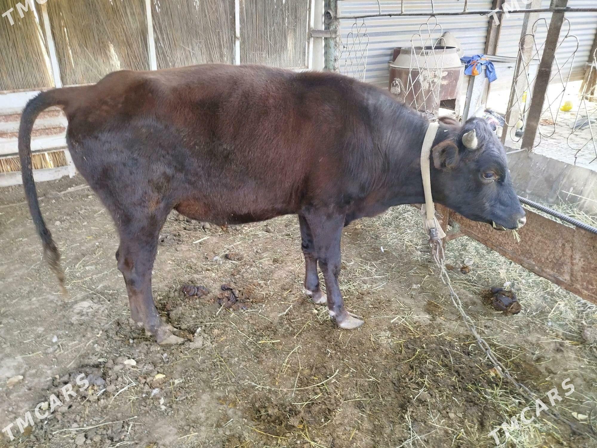 okuzce - Сакарчага - img 2