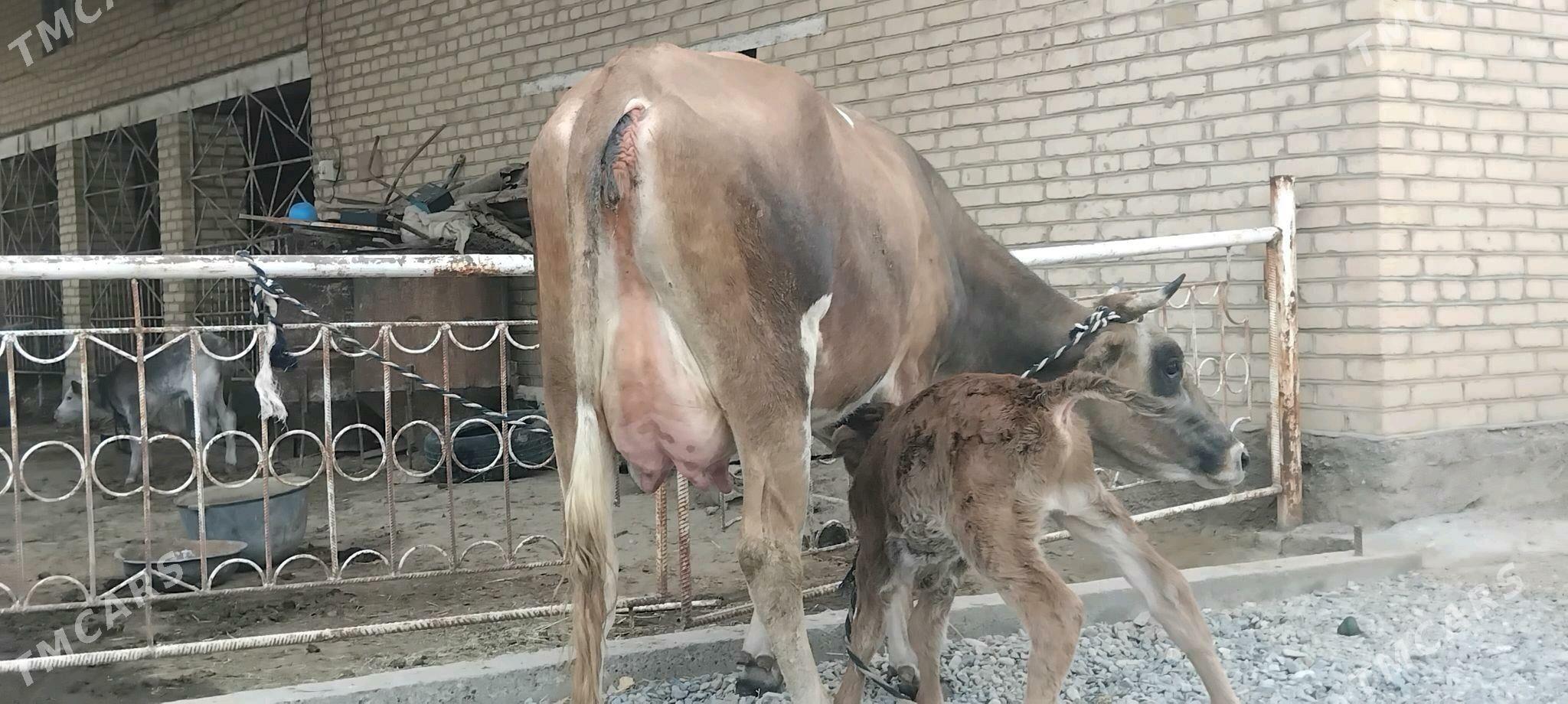 şwesala goleli sygyr - Векильбазар - img 2