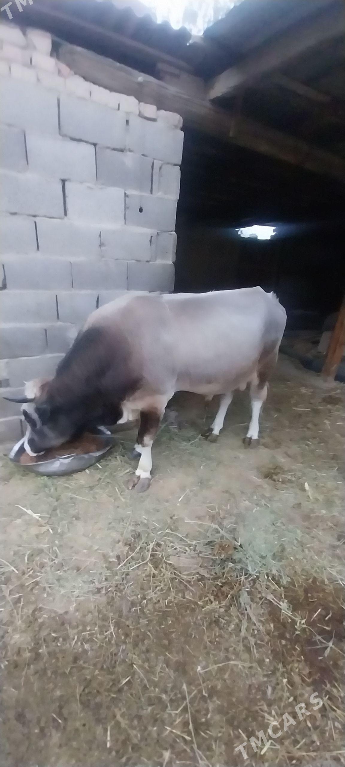 okuz - Бахарден - img 2