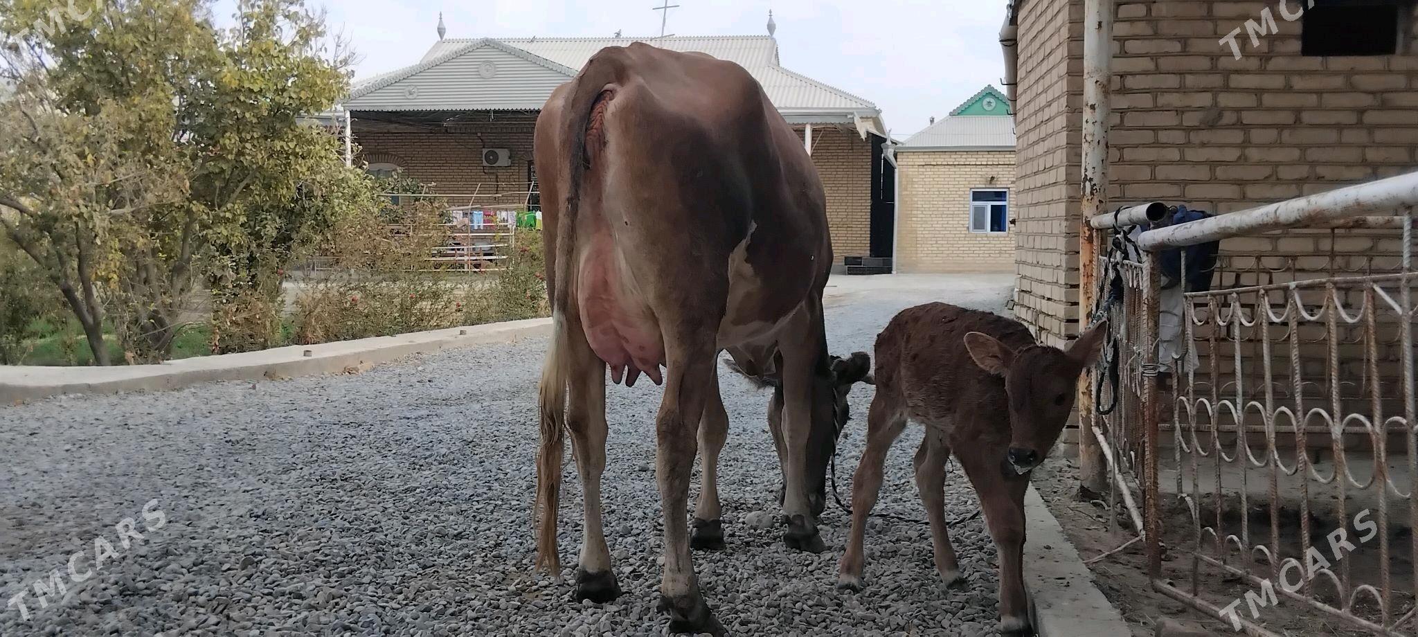 şwesala goleli sygyr - Векильбазар - img 5