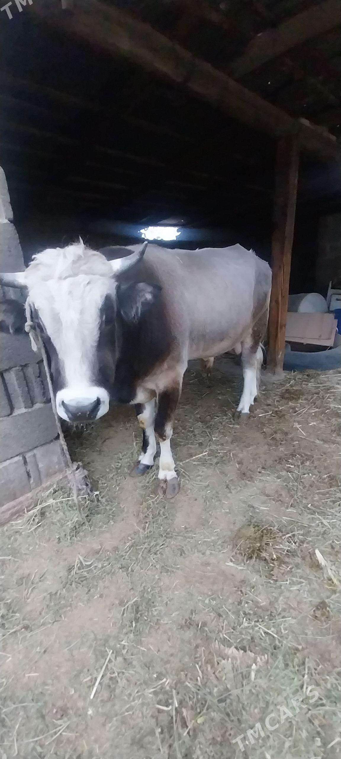 okuz - Бахарден - img 1