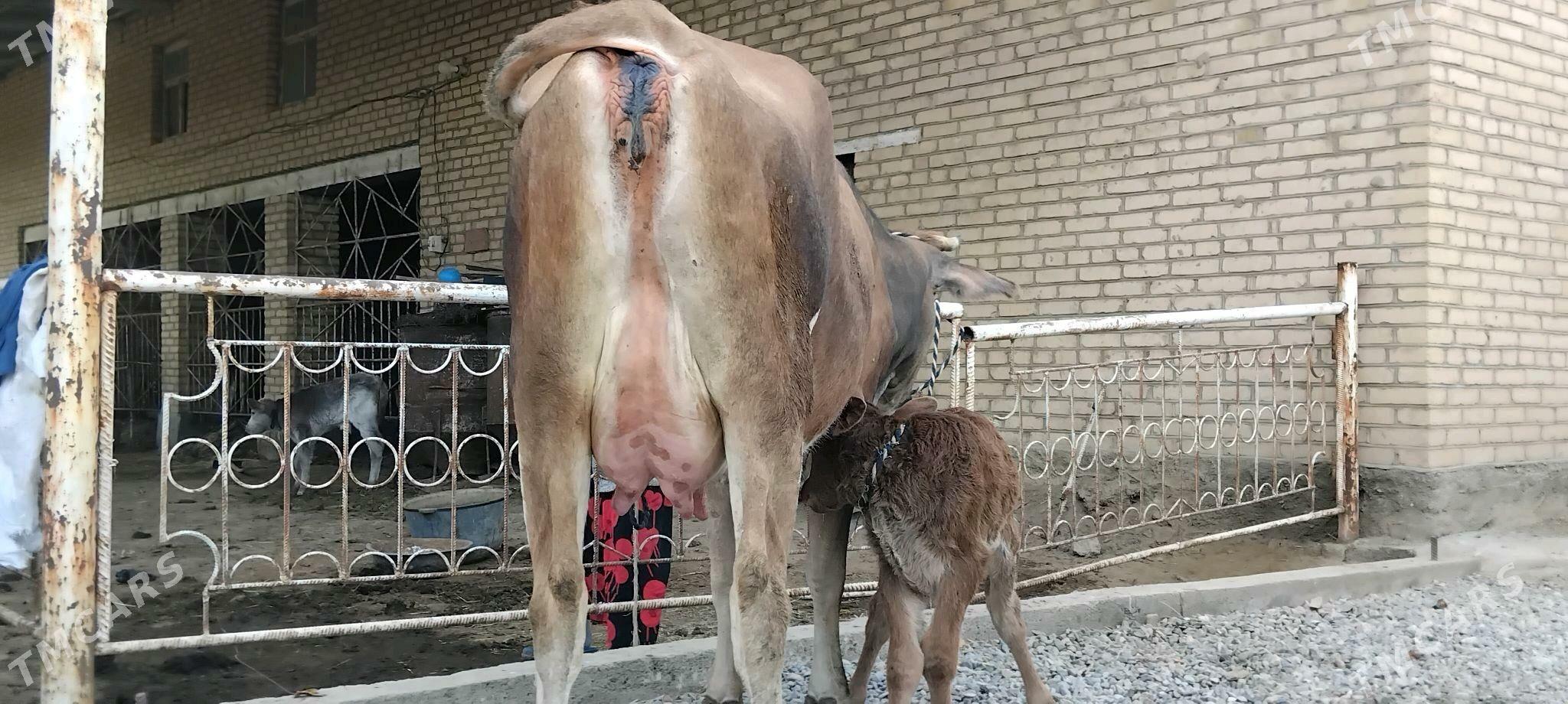 şwesala goleli sygyr - Векильбазар - img 4