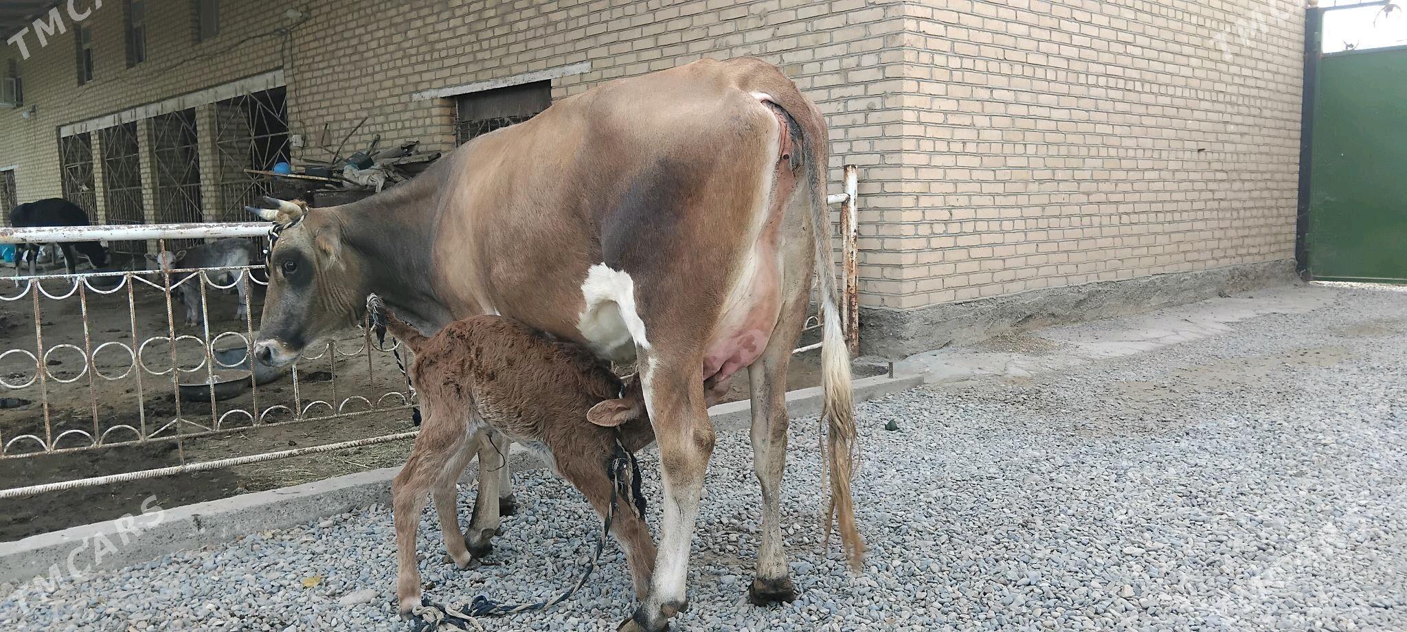 şwesala goleli sygyr - Векильбазар - img 3