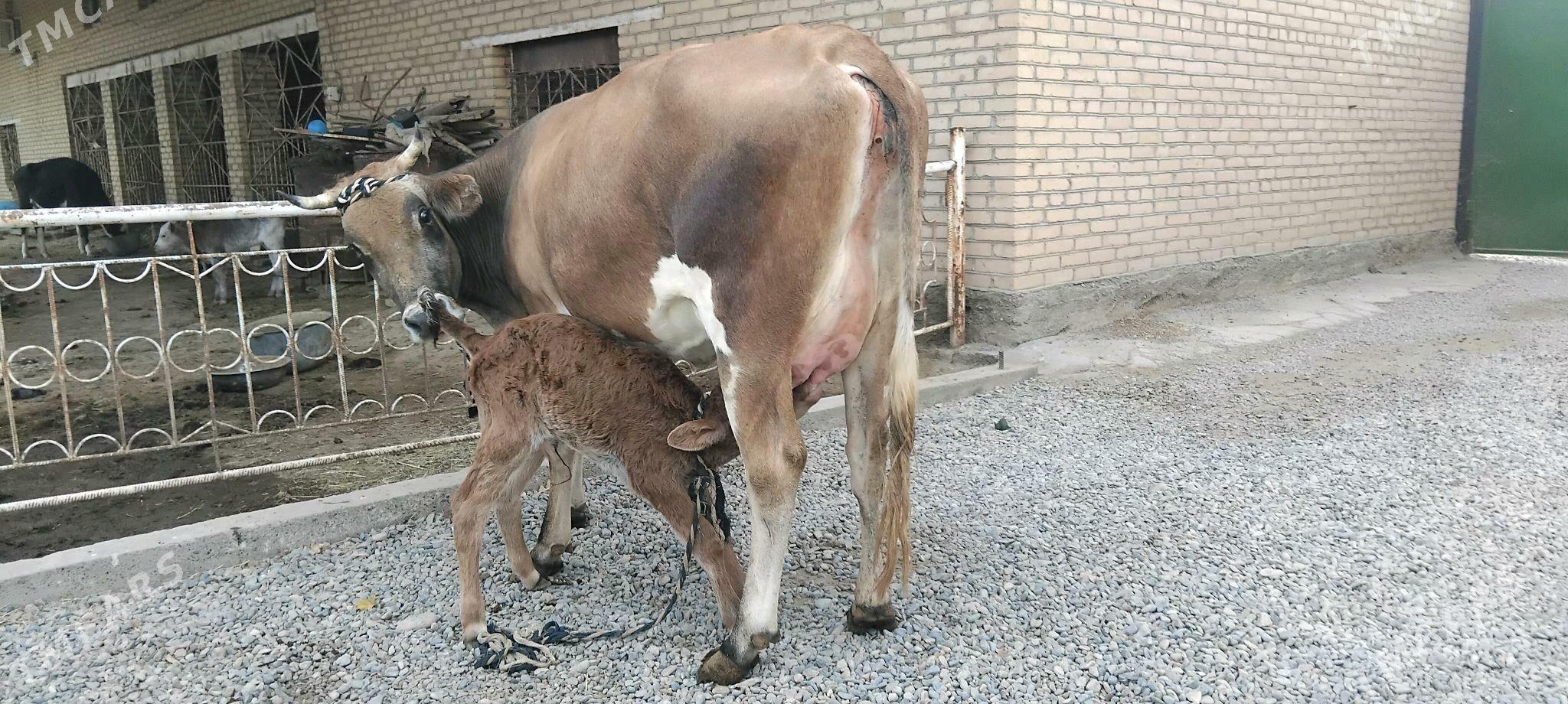 şwesala goleli sygyr - Векильбазар - img 8