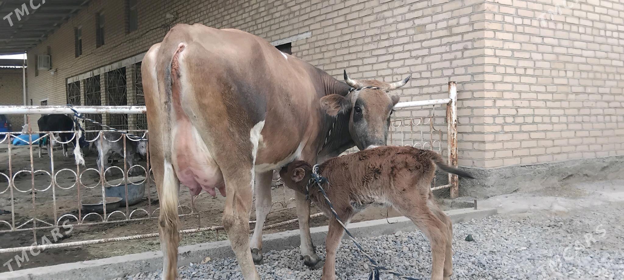 şwesala goleli sygyr - Векильбазар - img 7