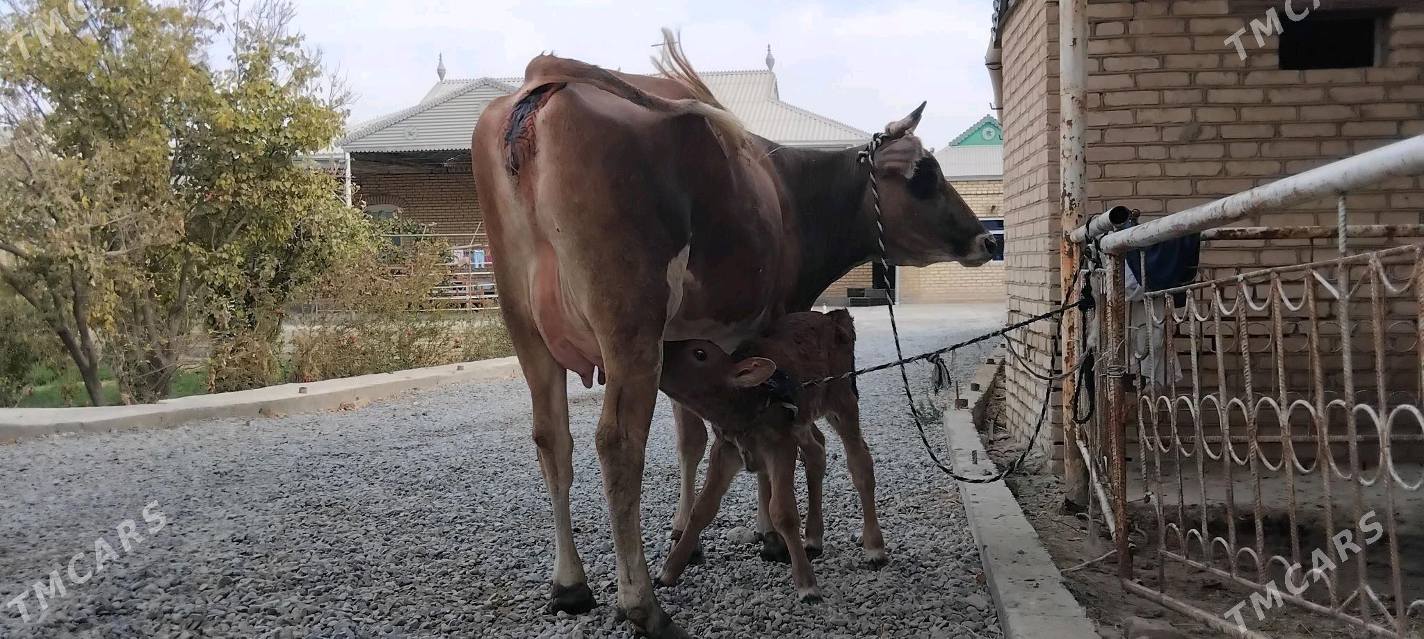şwesala goleli sygyr - Векильбазар - img 6