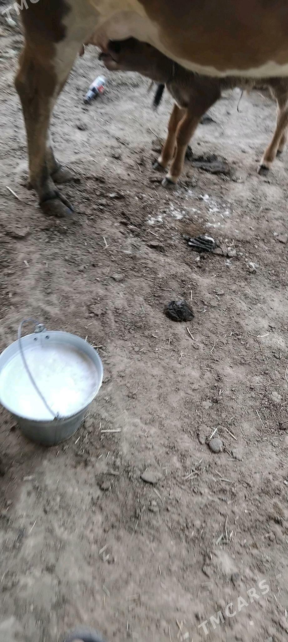 şwesala goleli sygyr - Векильбазар - img 10