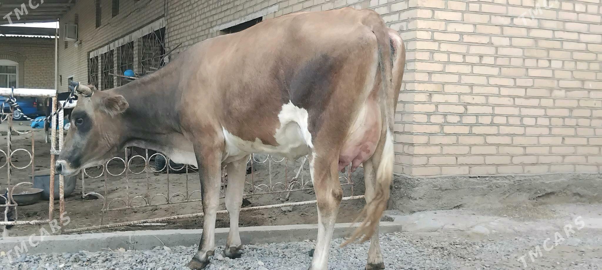 şwesala goleli sygyr - Векильбазар - img 9