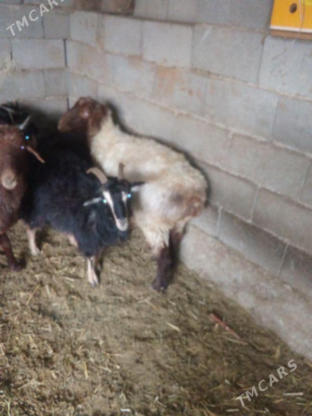 GOŶUN - Bäherden - img 3